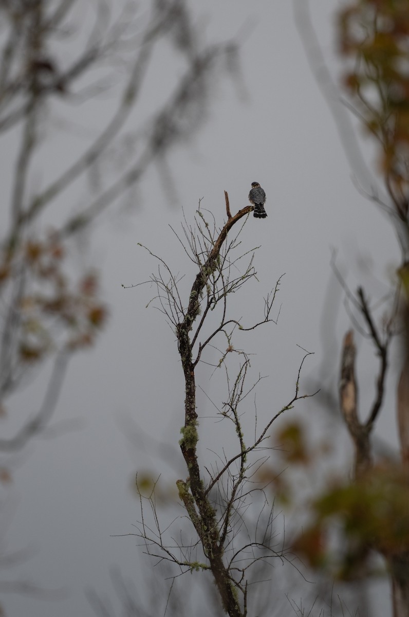 Belatz txikia - ML646681948