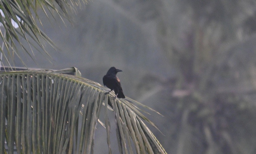 巨嘴鴉 - ML646681952