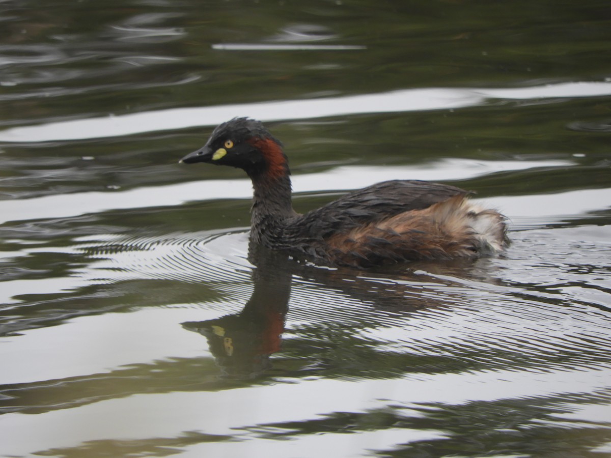 Avustralya Küçük Batağanı - ML646681953