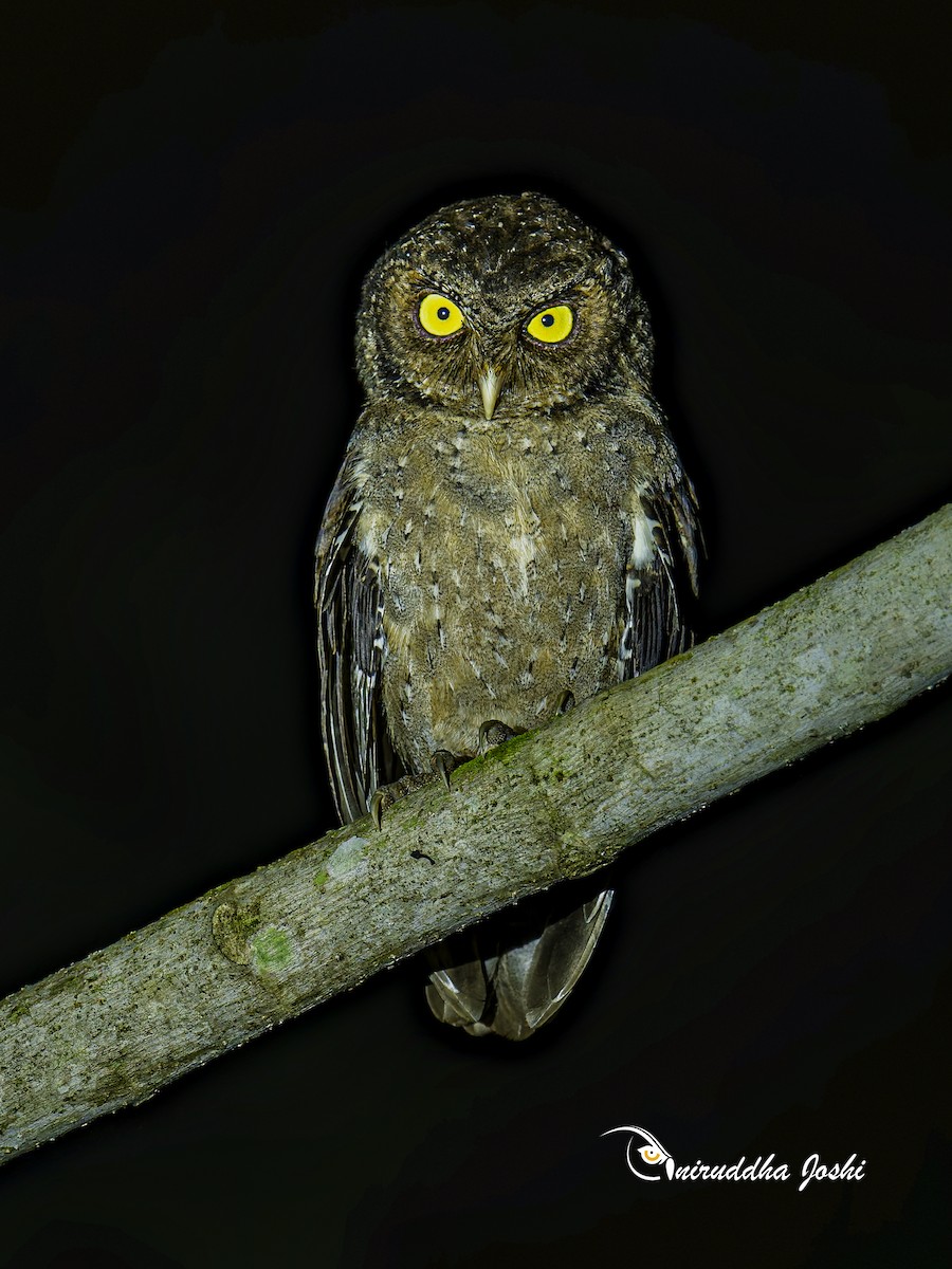 Andaman Scops-Owl - ML646681954
