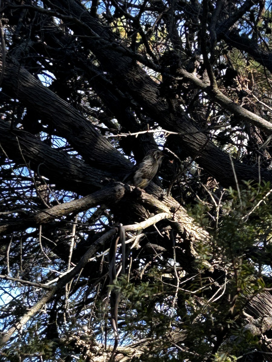 Yellow Wattlebird - ML646681956