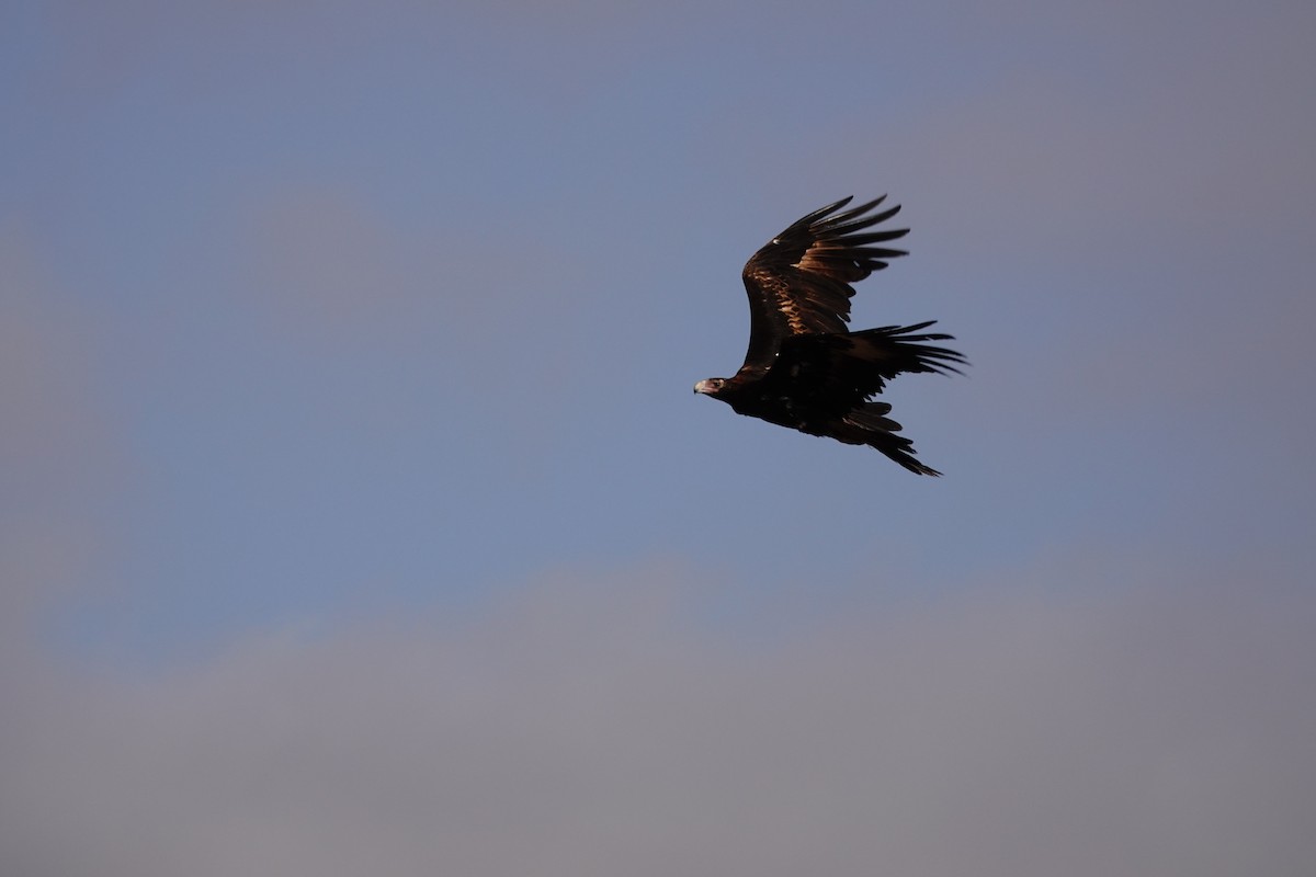Wedge-tailed Eagle - ML646681959