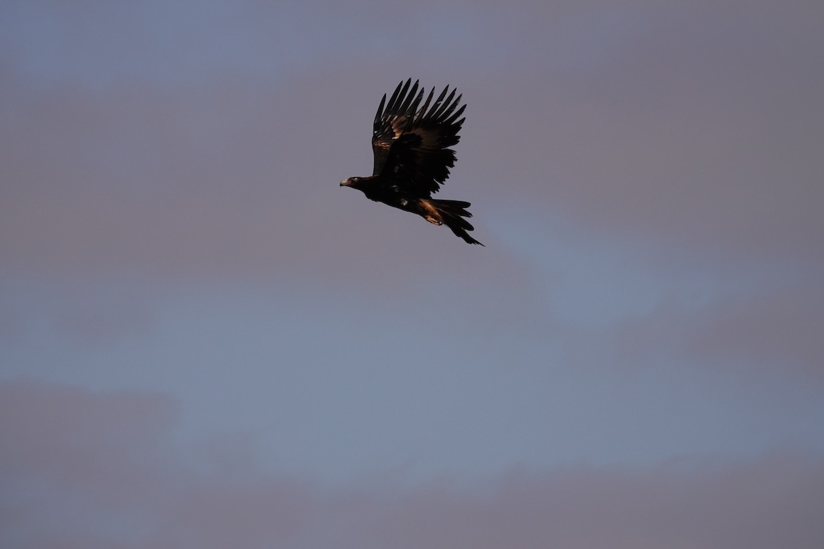 Wedge-tailed Eagle - ML646681960