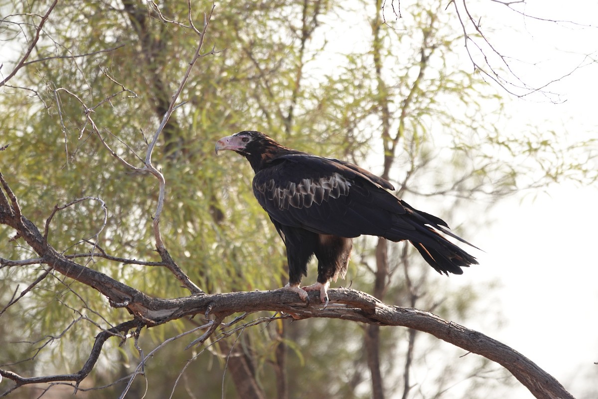 Wedge-tailed Eagle - ML646681961