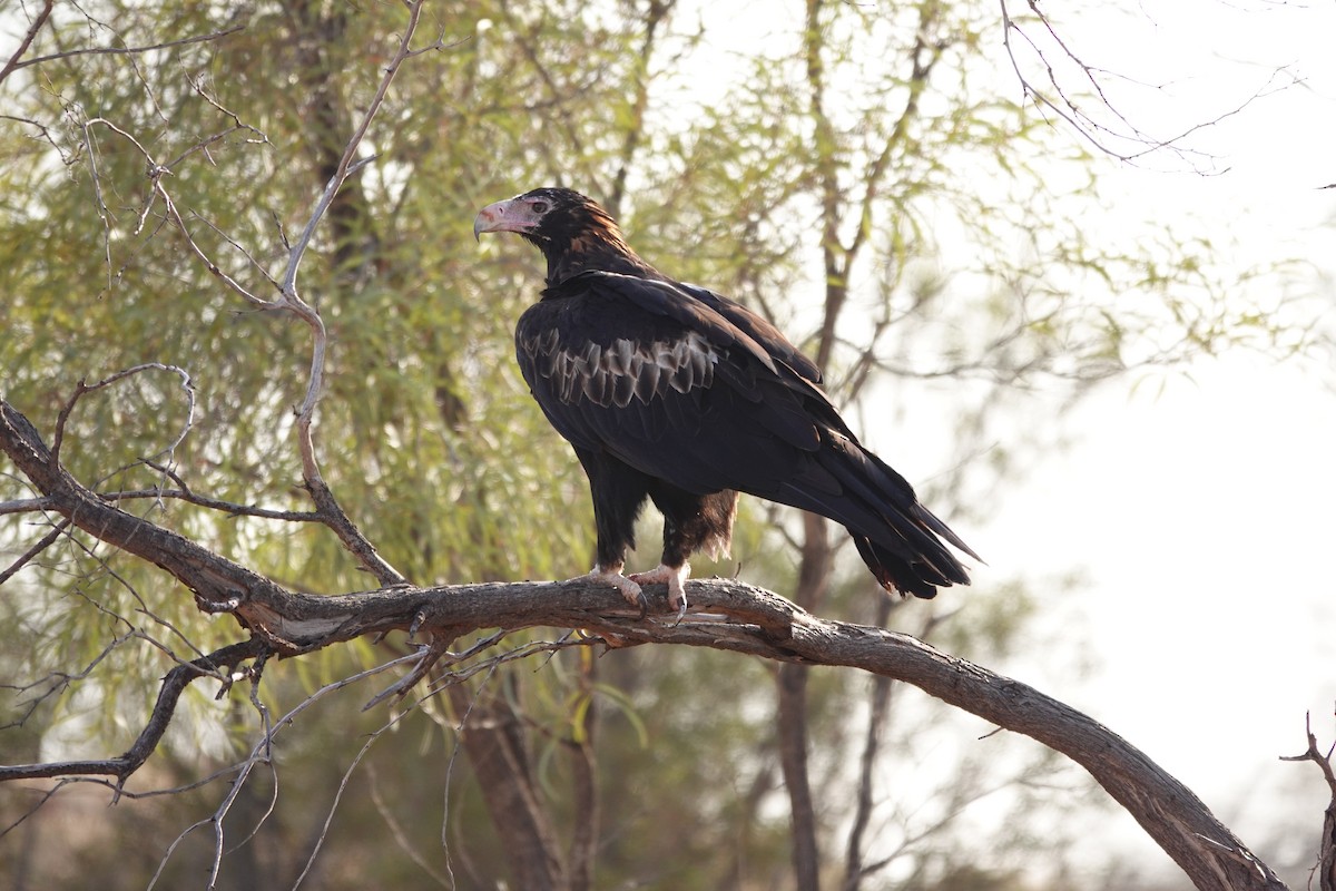 Wedge-tailed Eagle - ML646681963