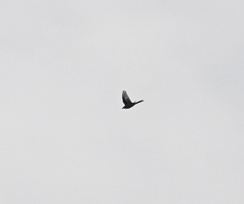 White-browed Wagtail - ML646681964