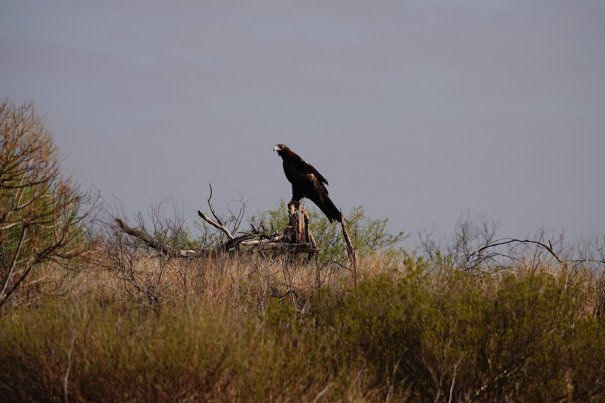 Wedge-tailed Eagle - ML646681966