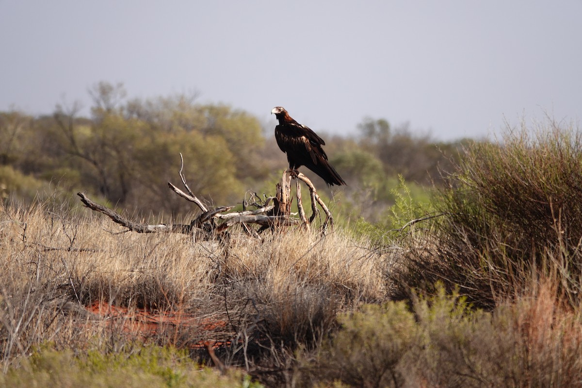 Wedge-tailed Eagle - ML646681967