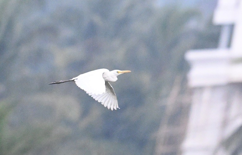 黃頭鷺 - ML646681969