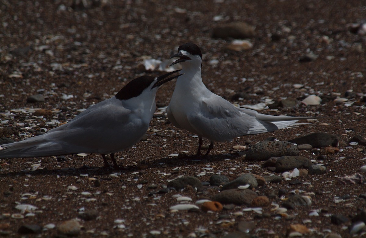 White-fronted Tern - ML646681972