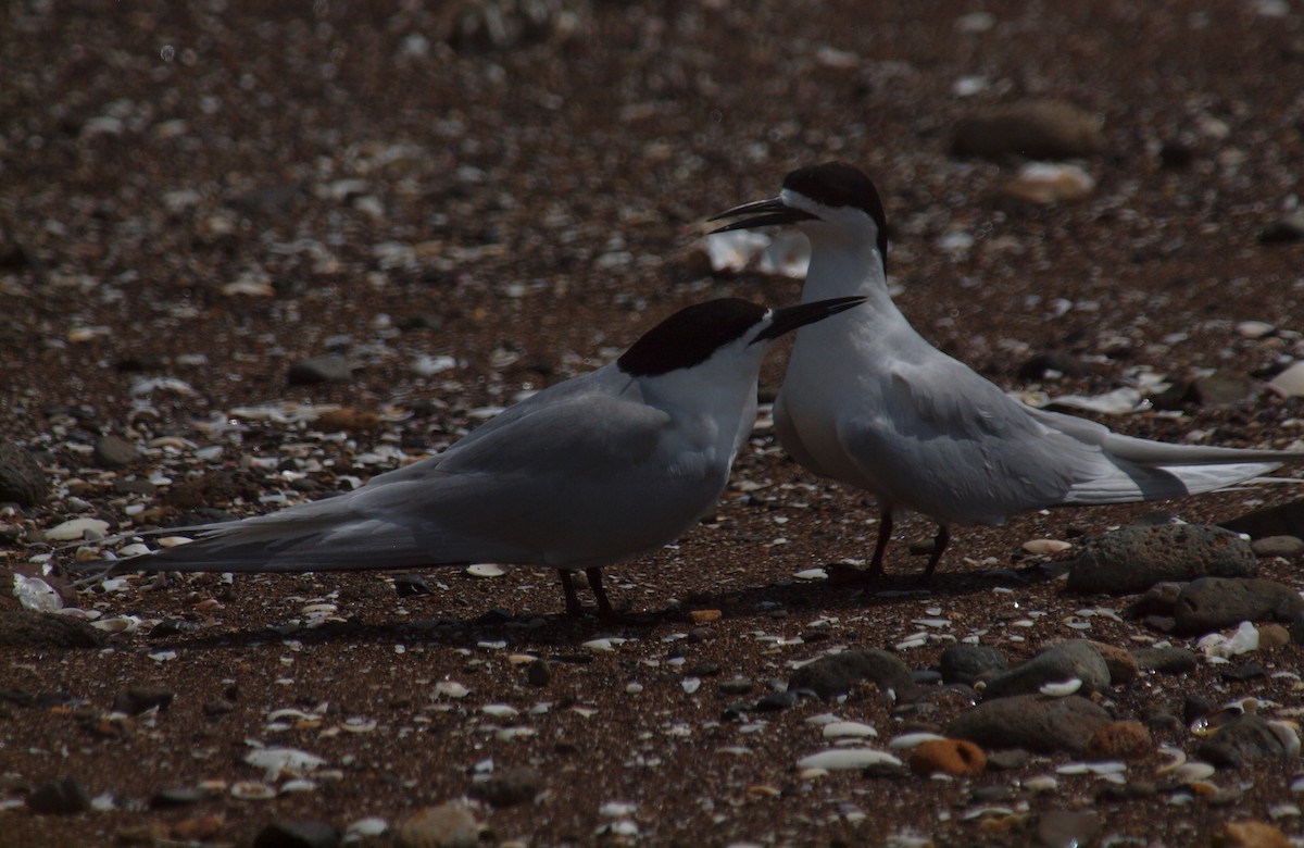White-fronted Tern - ML646681973