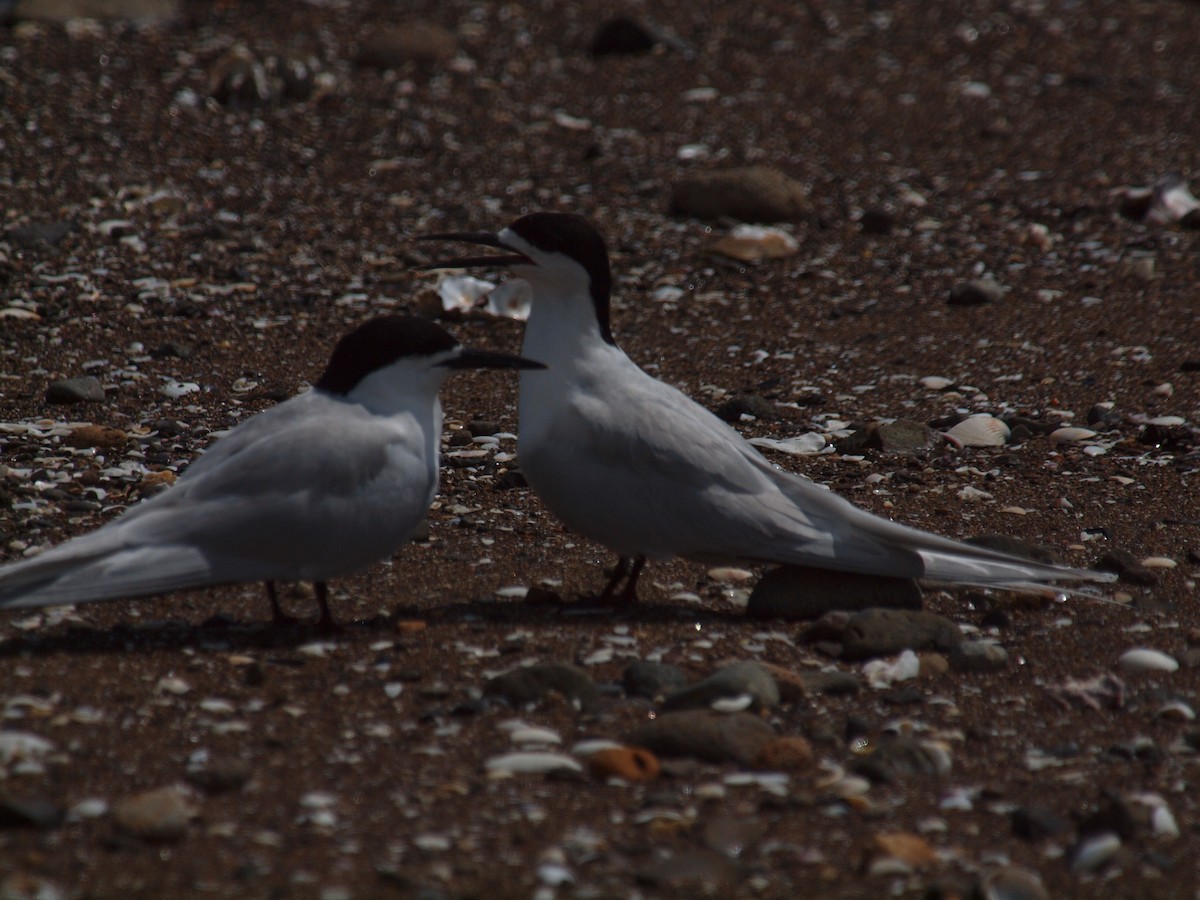 White-fronted Tern - ML646681974