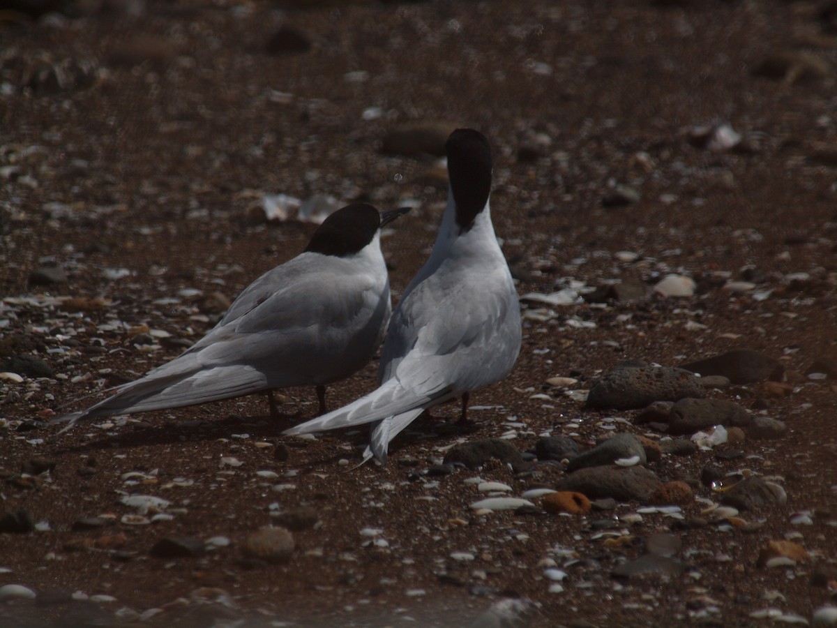 White-fronted Tern - ML646681975