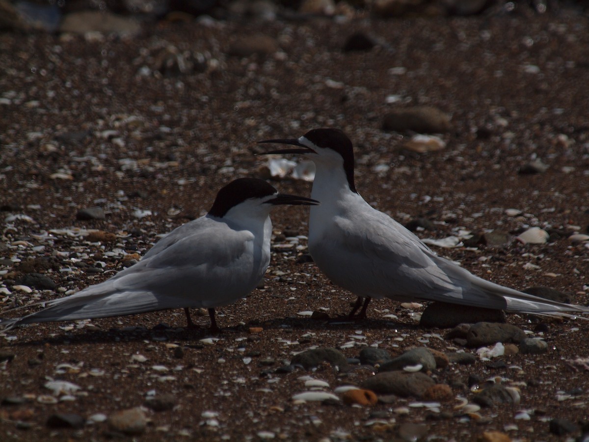 White-fronted Tern - ML646681976