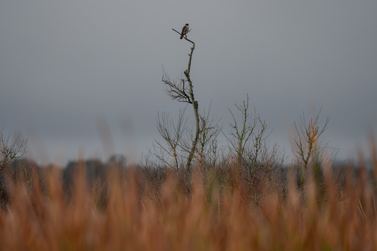 Belatz txikia - ML646681978