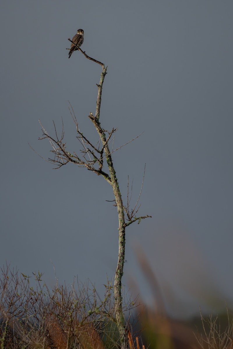 Belatz txikia - ML646681979