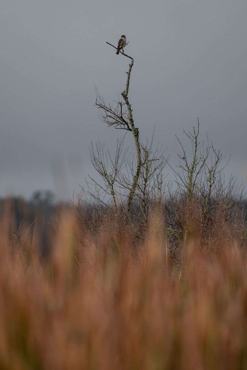 Belatz txikia - ML646681980