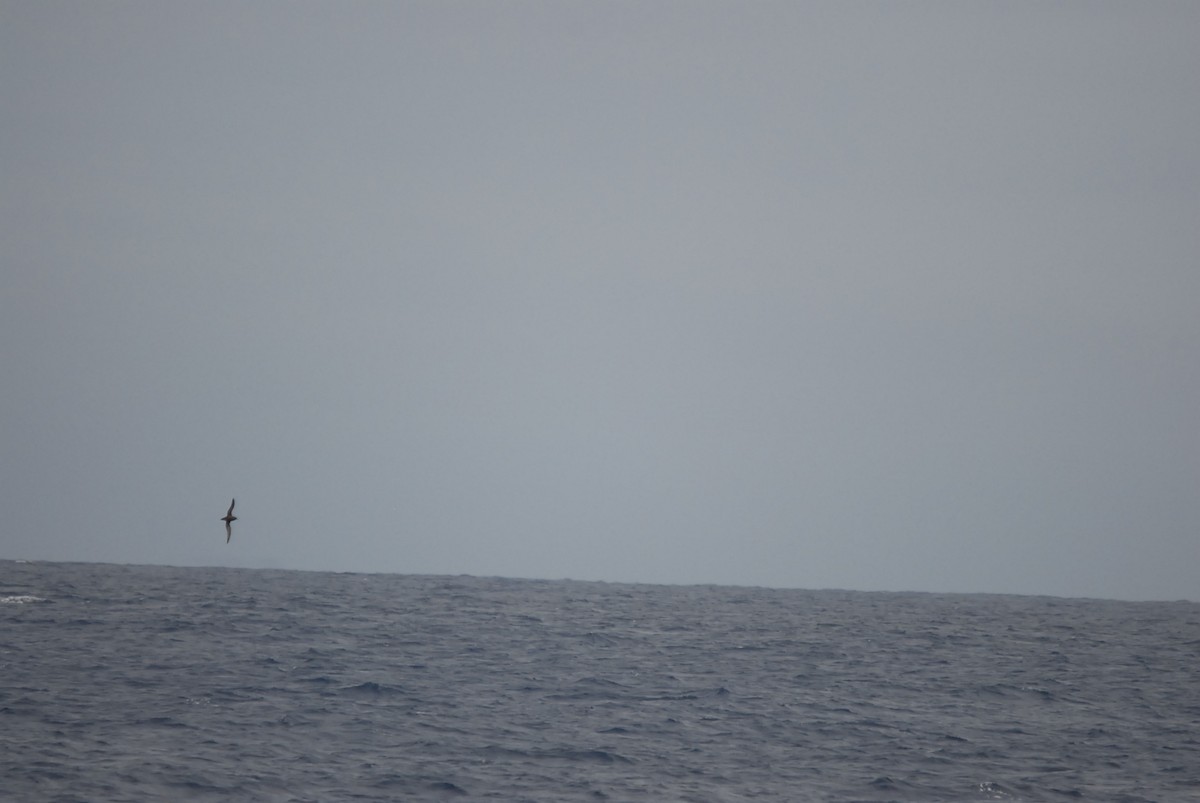 短尾水薙鳥 - ML646681996