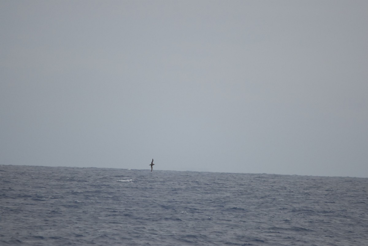 短尾水薙鳥 - ML646681997