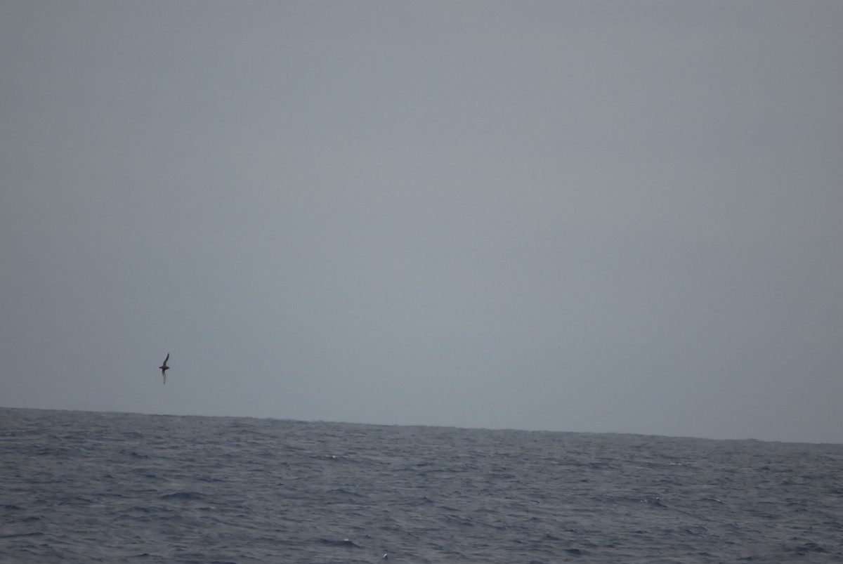 短尾水薙鳥 - ML646681998