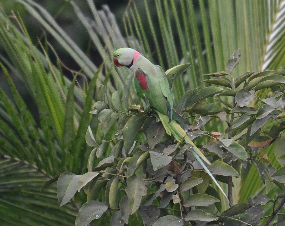 亞歷山大鸚鵡 - ML646682011