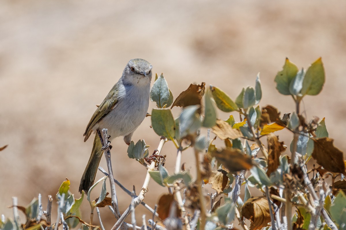 Karoo Eremomela - ML646682014