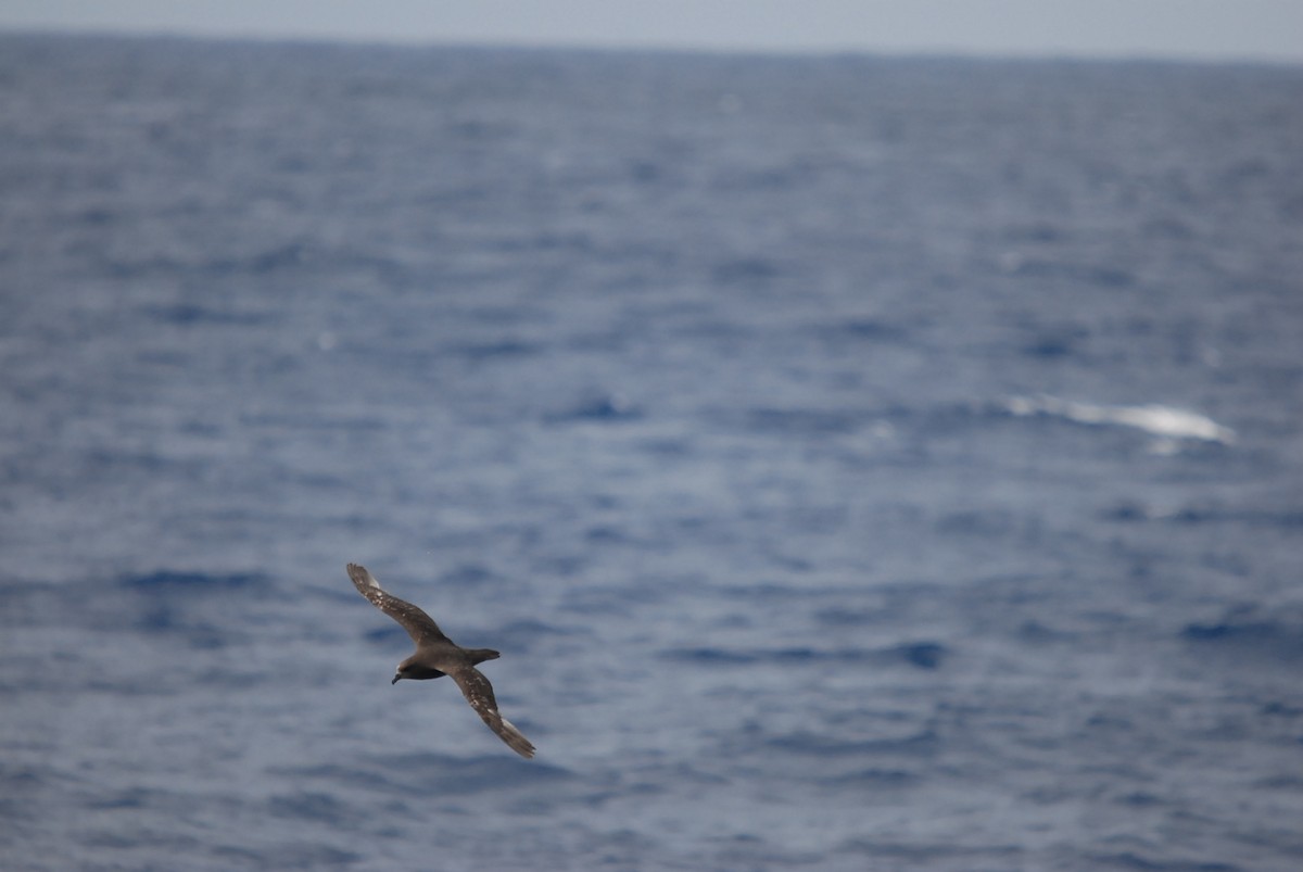 Gray-faced Petrel - ML646682015