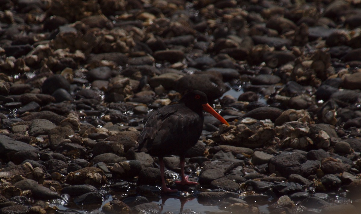 Variable Oystercatcher - ML646682016