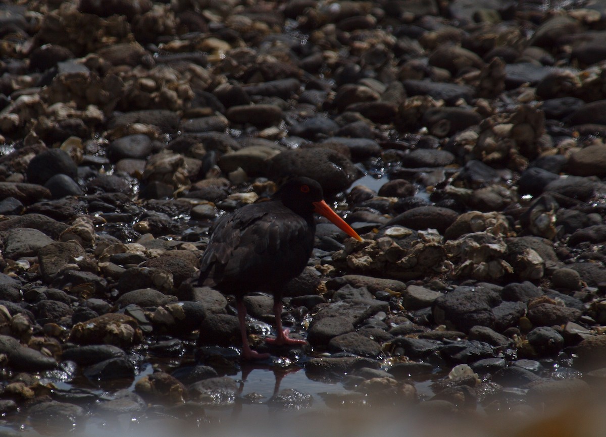 Variable Oystercatcher - ML646682017