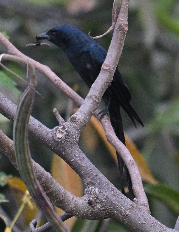 灰卷尾 - ML646682018