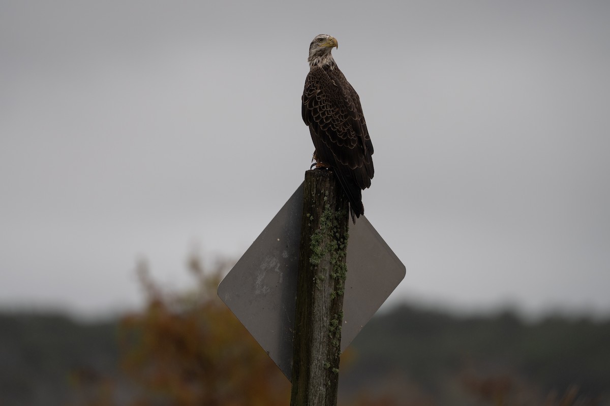 Bald Eagle - ML646682022