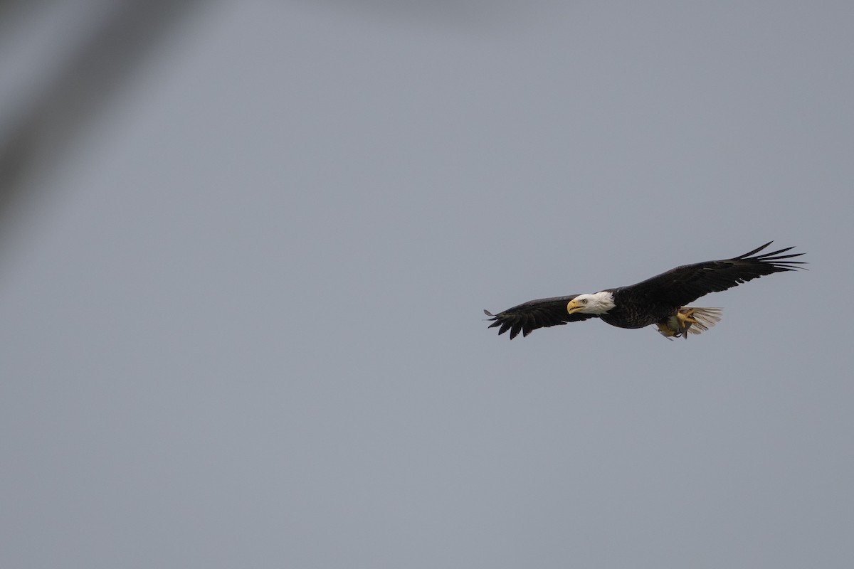 Bald Eagle - ML646682023