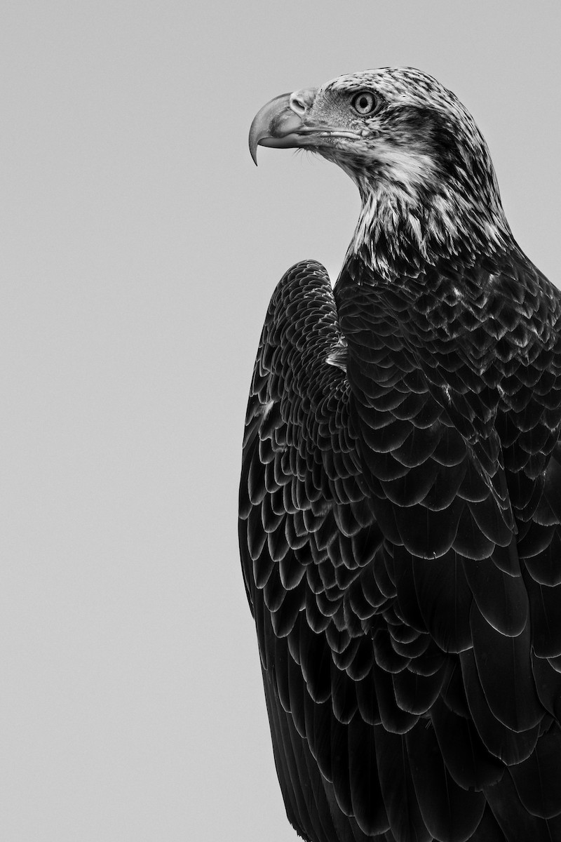 Bald Eagle - ML646682024