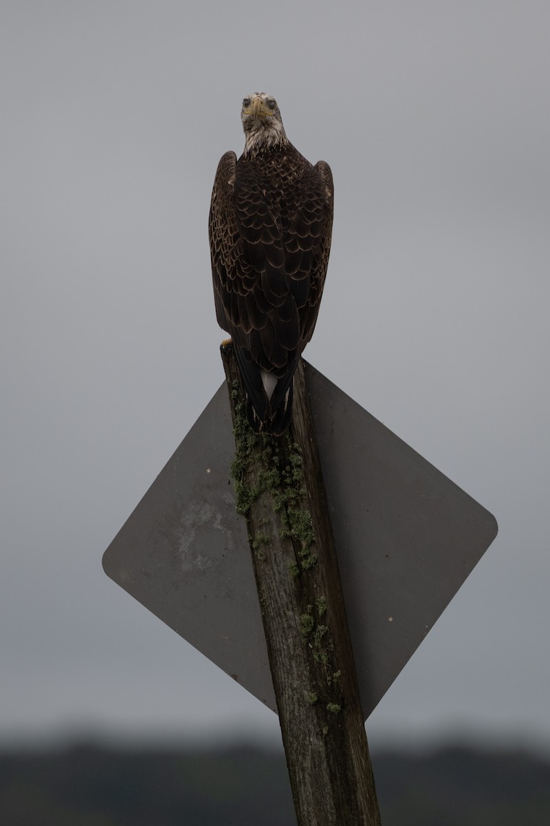 Bald Eagle - ML646682025