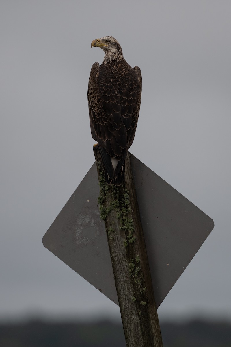 Bald Eagle - ML646682026