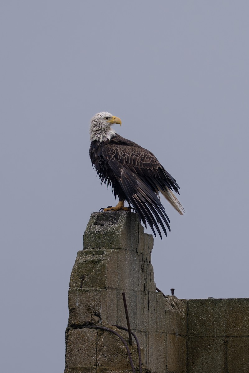 Bald Eagle - ML646682027