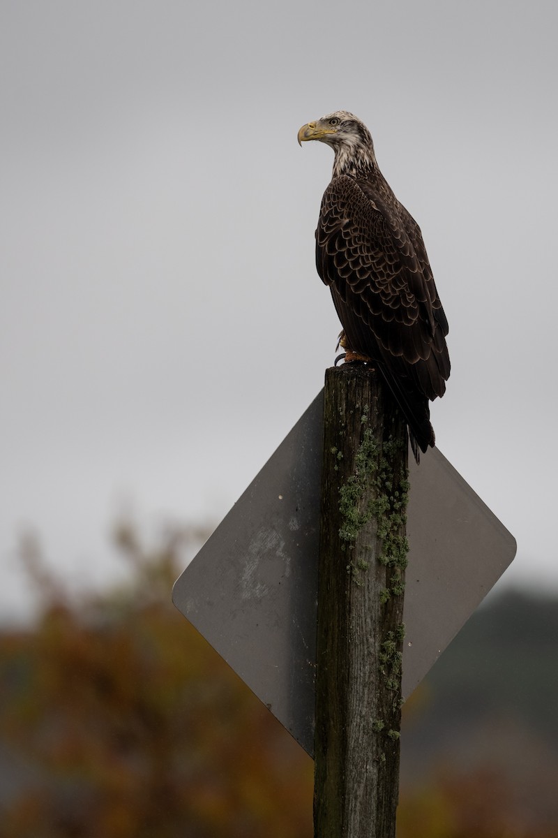 Bald Eagle - ML646682028