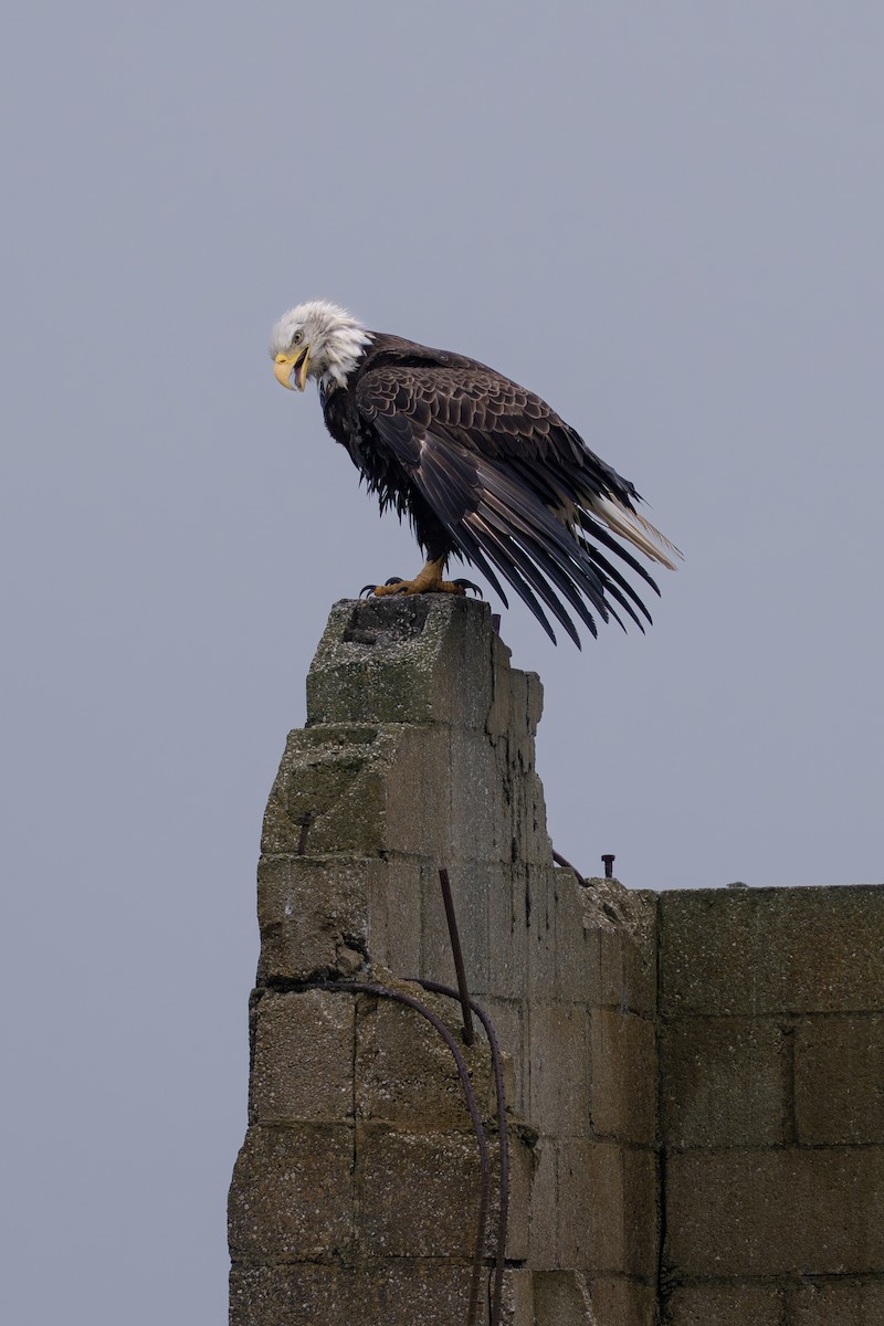 Bald Eagle - ML646682029