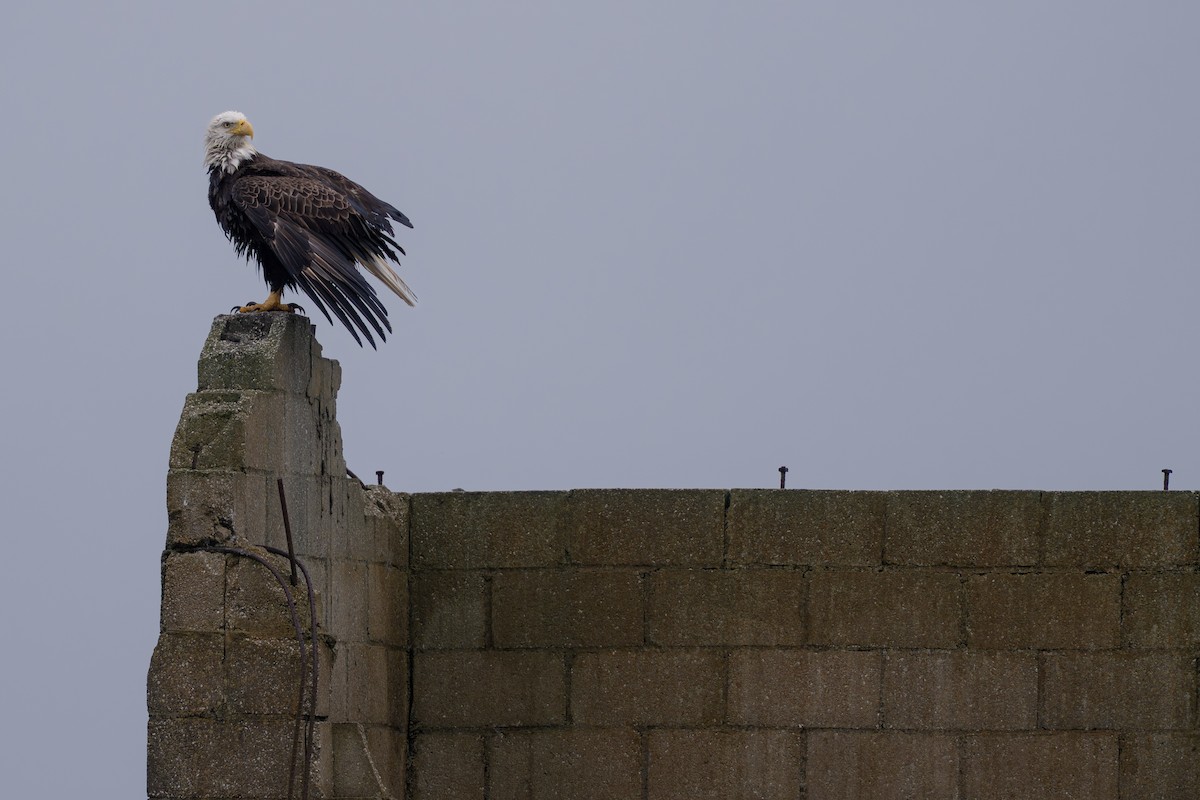 Bald Eagle - ML646682030