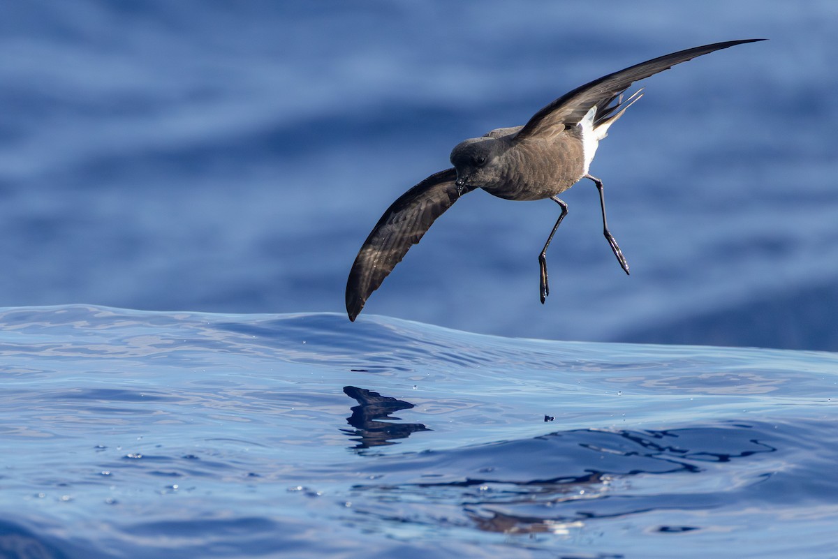 Paíño de Wilson - ML646682031