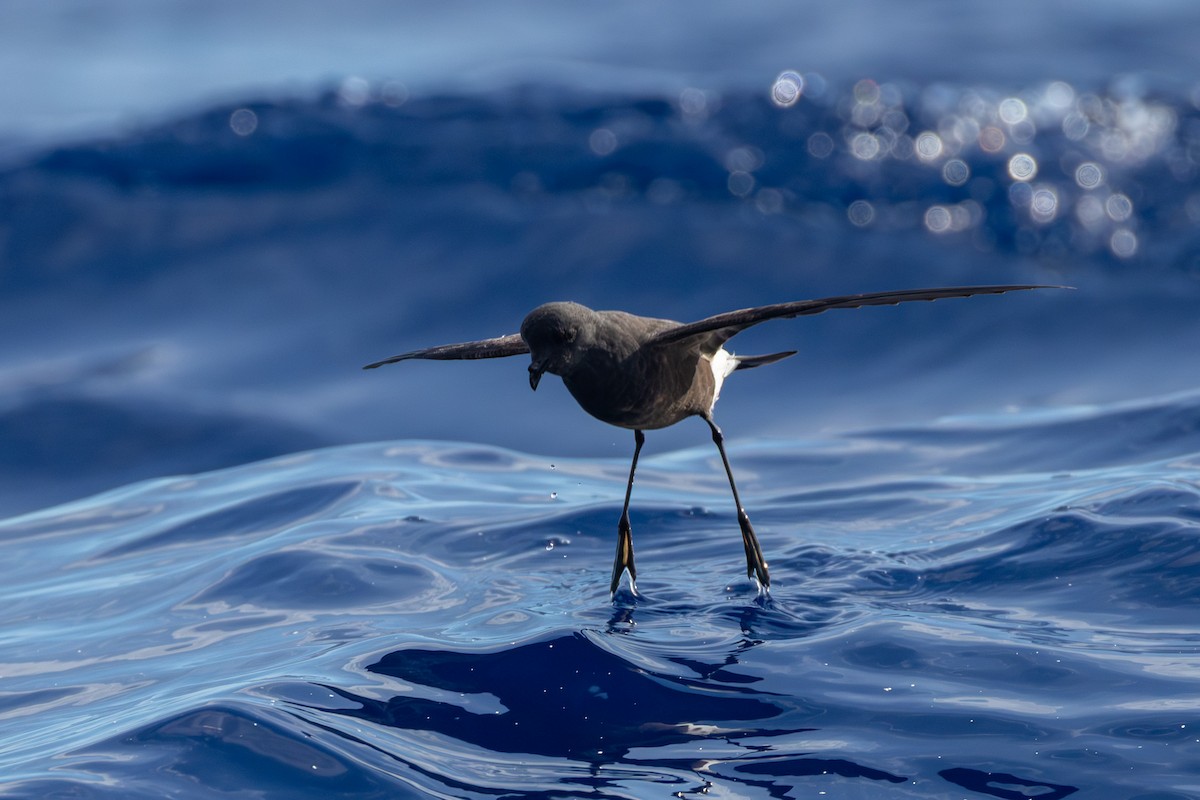 Paíño de Wilson - ML646682032