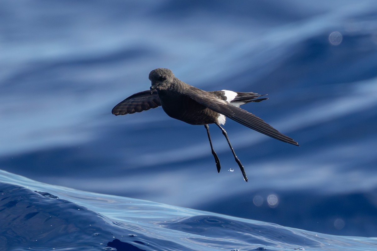 Paíño de Wilson - ML646682033