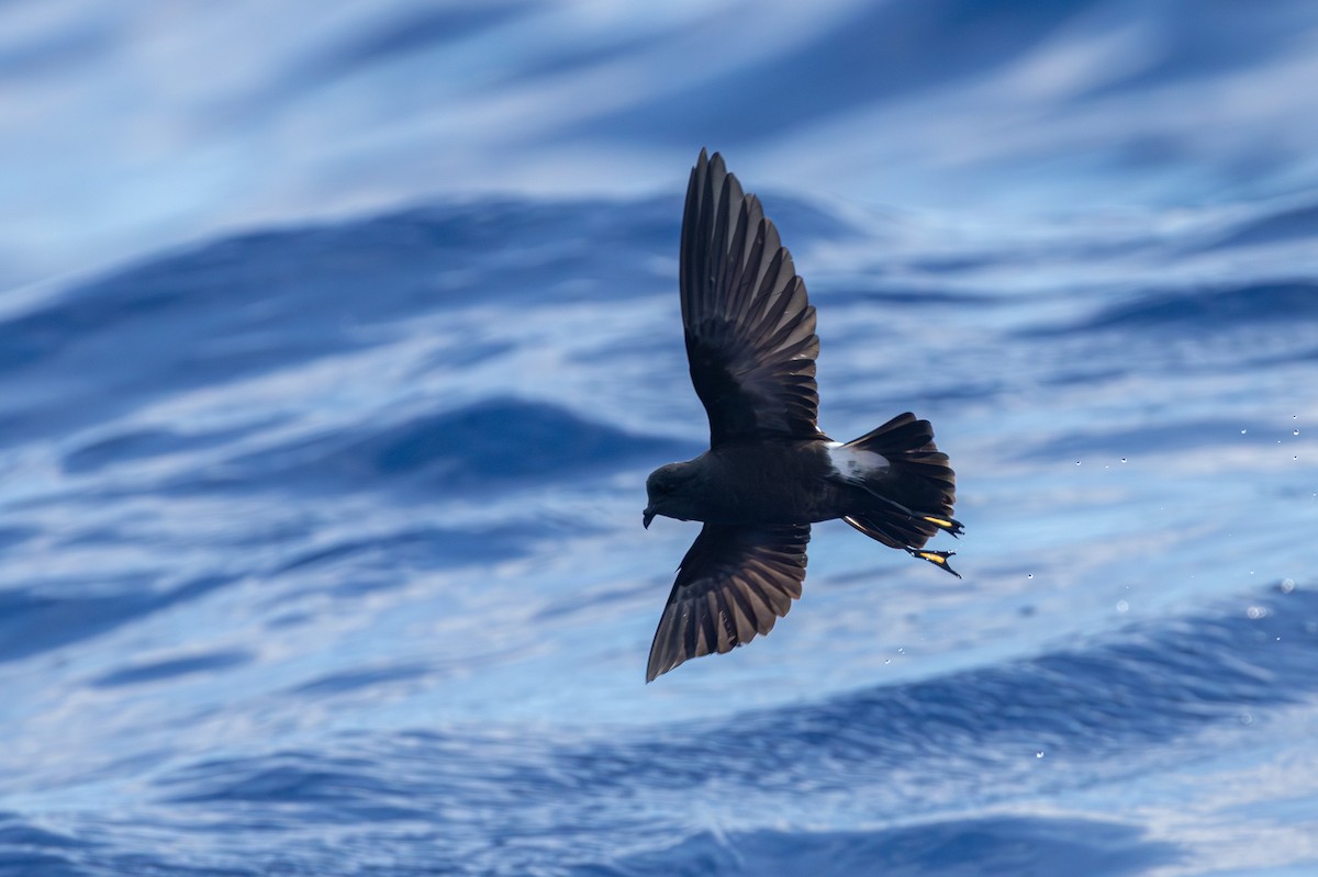 Paíño de Wilson - ML646682034