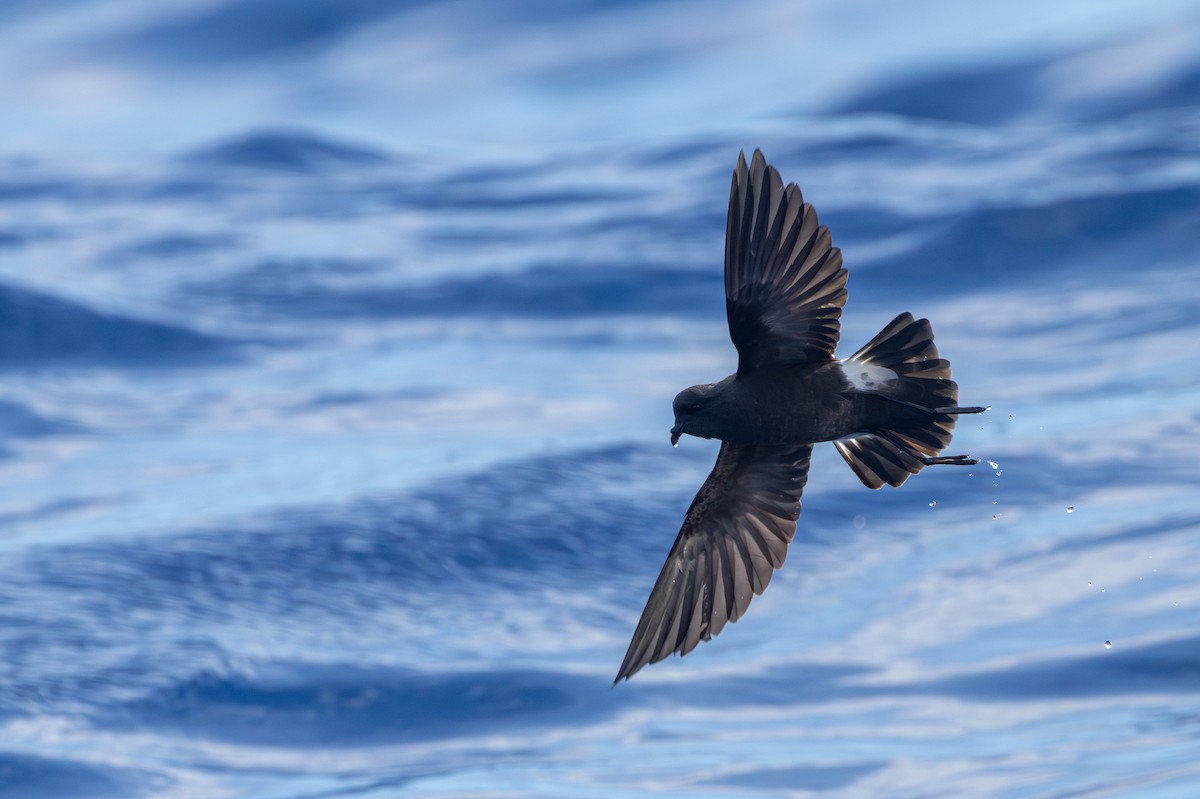 Paíño de Wilson - ML646682035