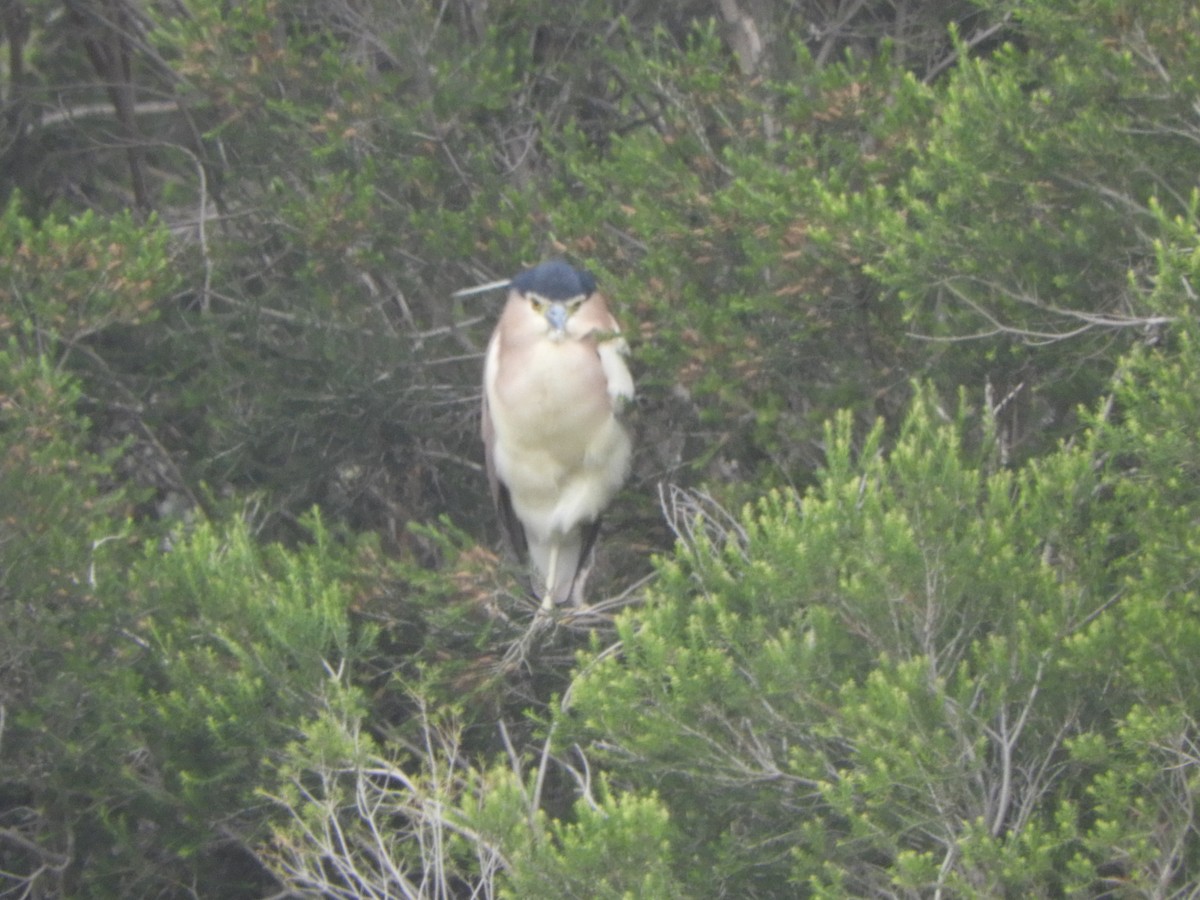 Kızıl Gece Balıkçılı - ML646682036