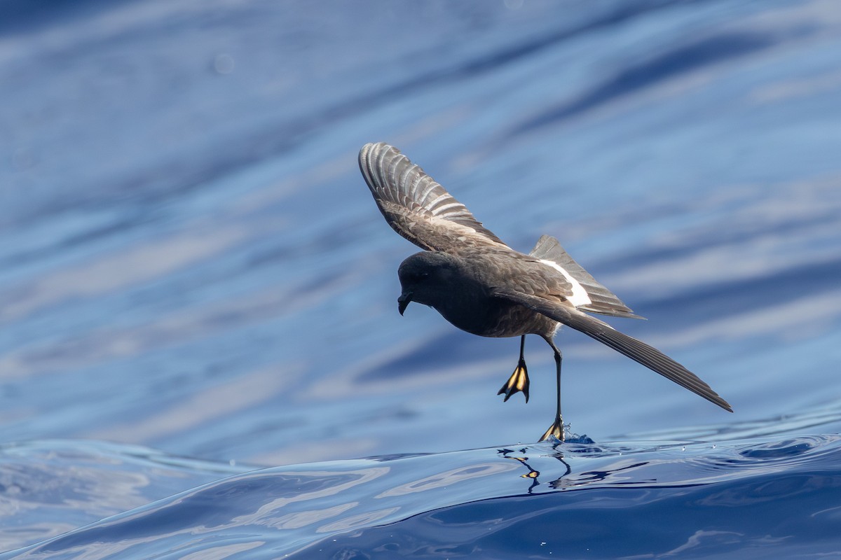 Paíño de Wilson - ML646682037