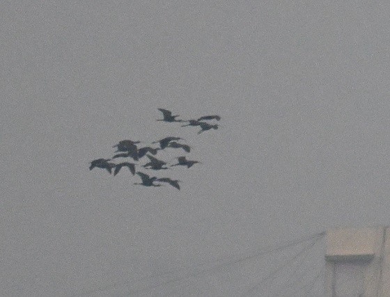 彩䴉 - ML646682038