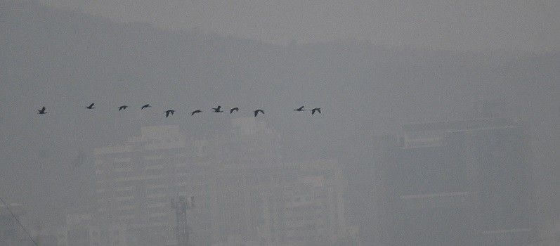 彩䴉 - ML646682040