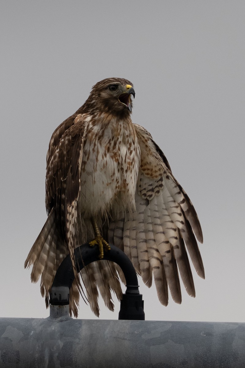 Red-shouldered Hawk - ML646682041