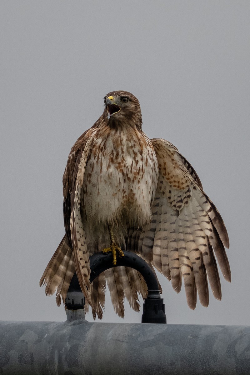 Red-shouldered Hawk - ML646682042